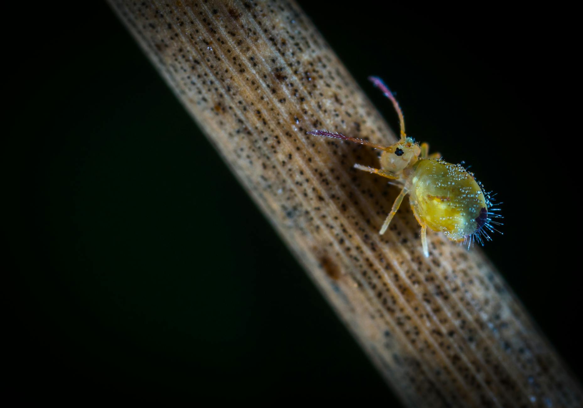 Close-up view of a colorful springtail insect on a textured twig, showcasing its vibrant colors and detailed features.